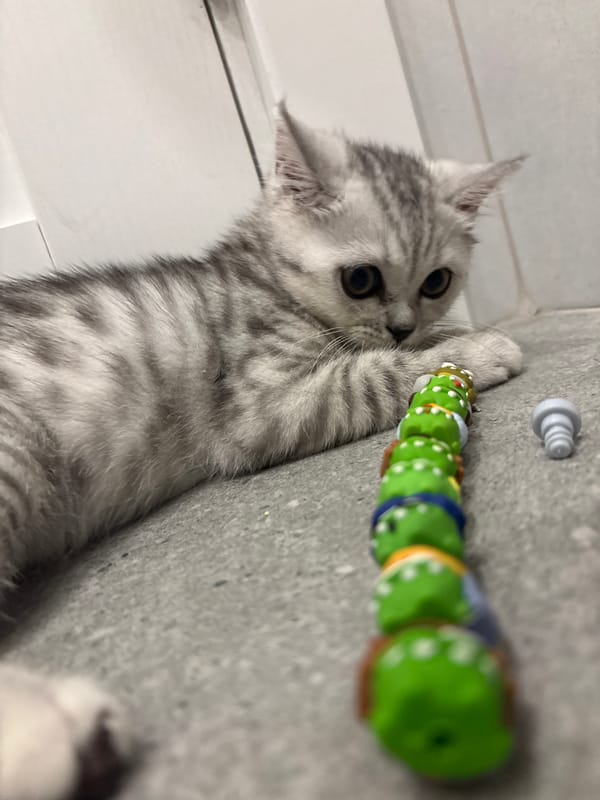 Kitten plays with toys and human in Izhevsk home