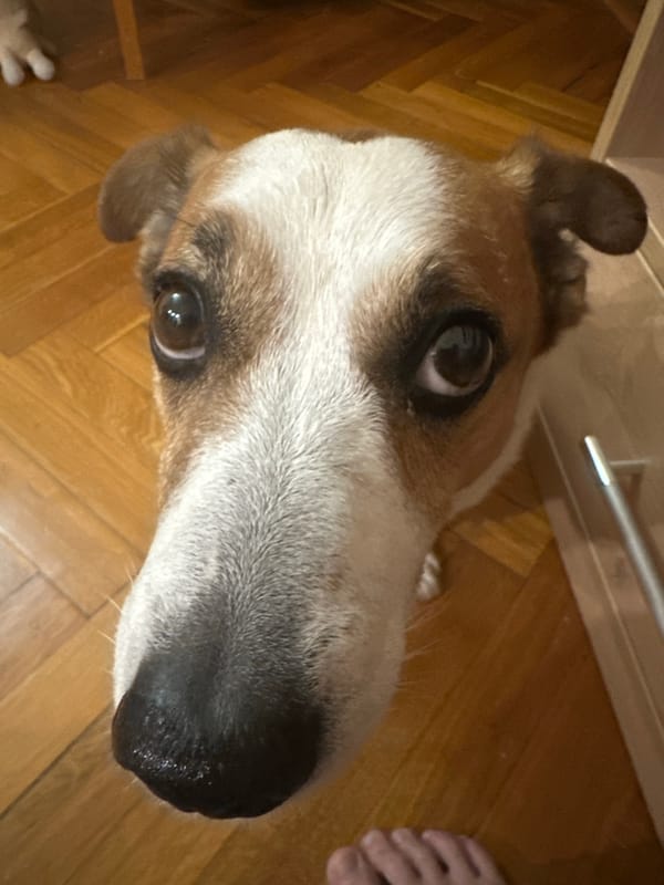 Jack Russell Terrier spotted in Sochi, Russia
