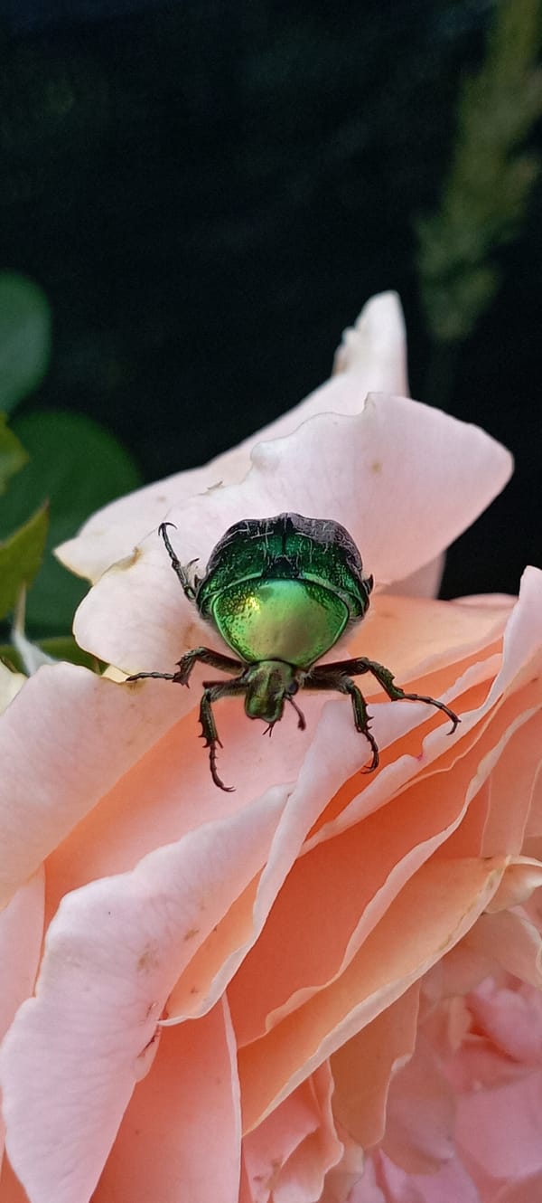 Roses, insects, and garden life in close-up, Radisne Ukraine