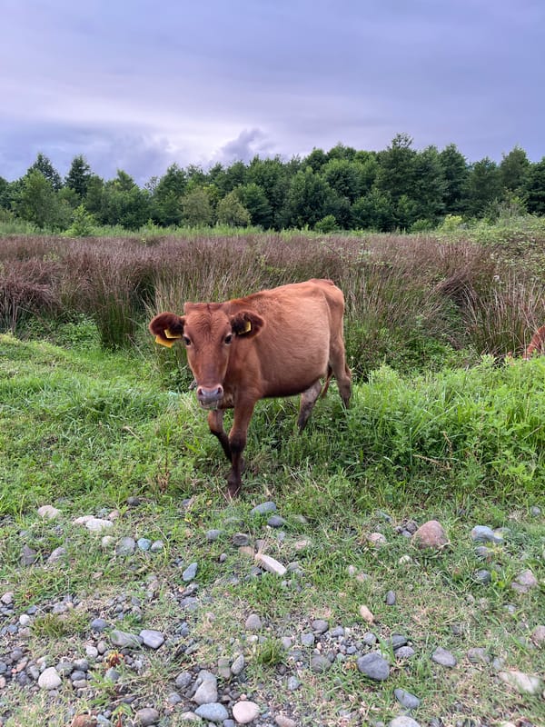 Tagged calf in a grassy field, Ureki, Georgia