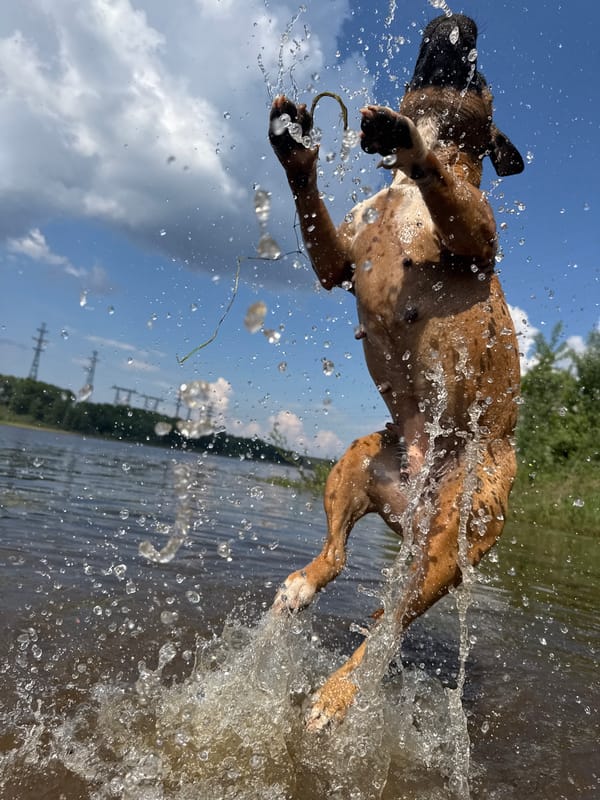 Dog plays in Kama River near Chaikovsky, Russia