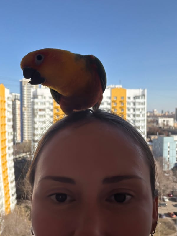 Person plays with sun conure parrot in Khimki