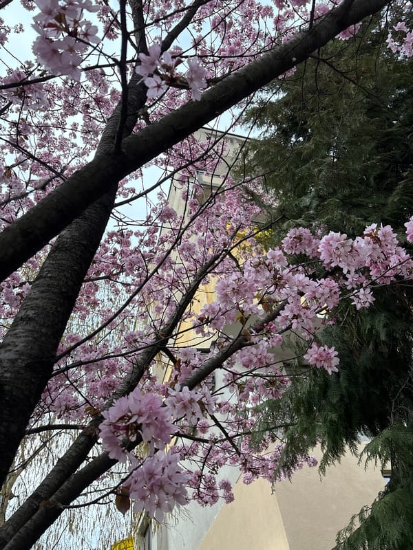 Cherry blossoms peak in Panagyurishte, Bulgaria spring display