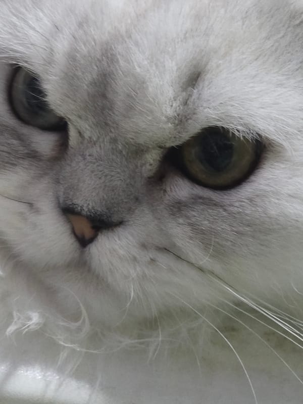 Persian cat at home, Novocheboksarsk apartment neighborhood