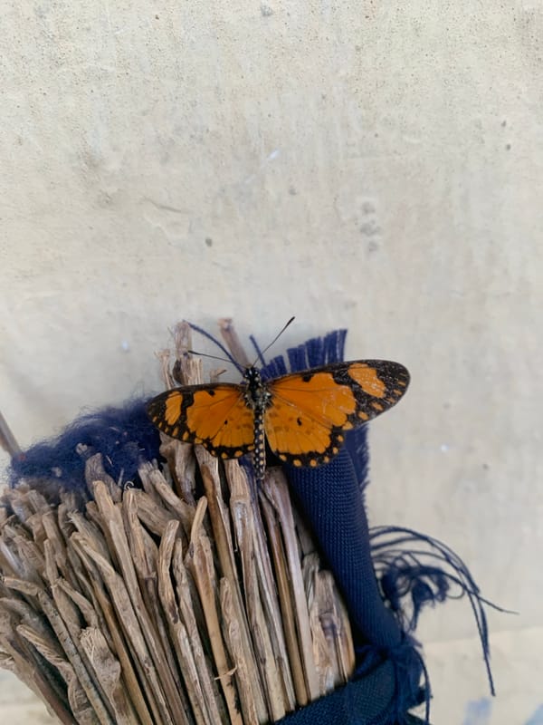 Butterflies and moths up close in Kuru Karama, Nigeria