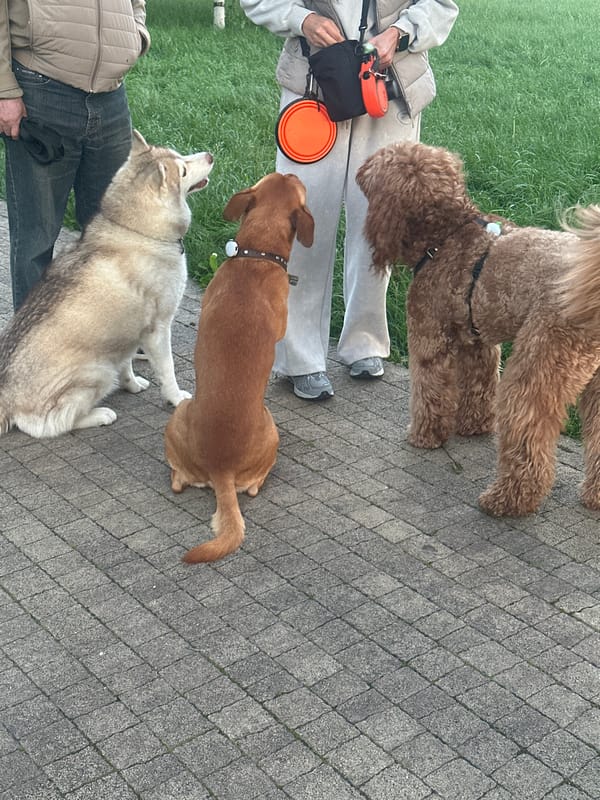 Dogs play in Stavropol park during evening hours