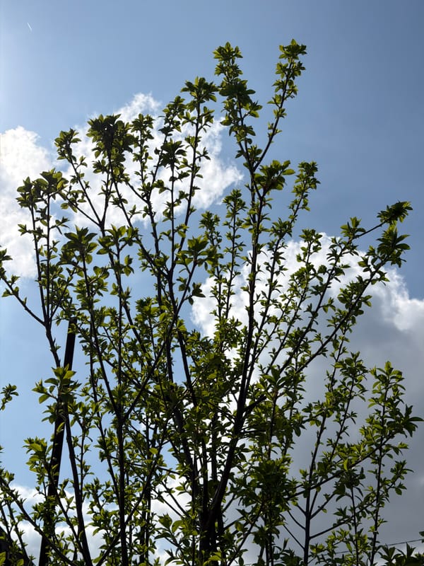 Spring morning scenes captured across Krasnodar region, Russia