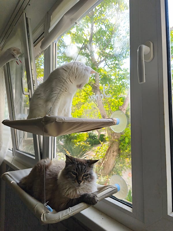 Two cats rest on window perches in Sevastopol