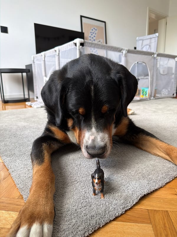 Dog rests with toys in Belgrade home