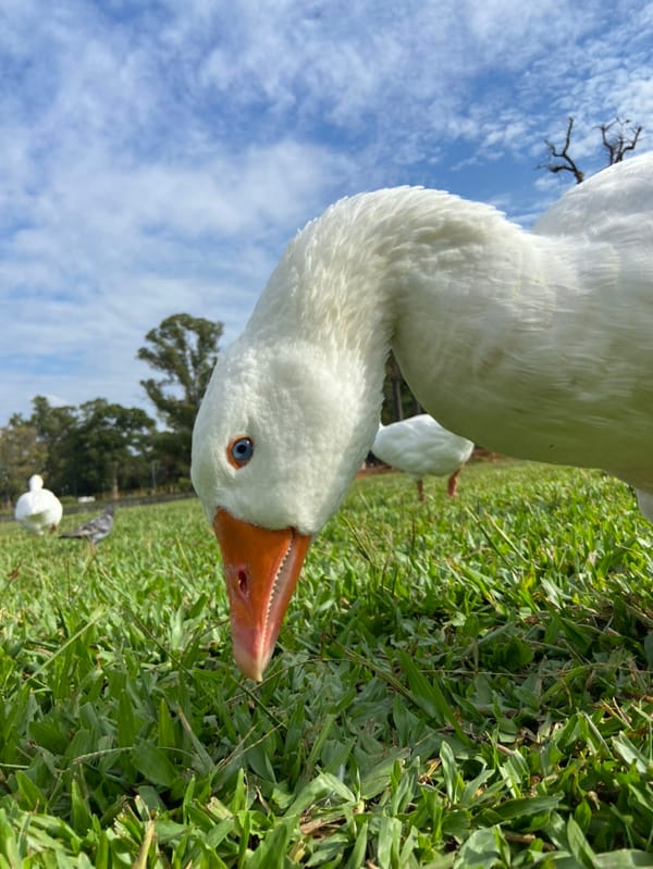 Evening park life documented across Buenos Aires recreational areas