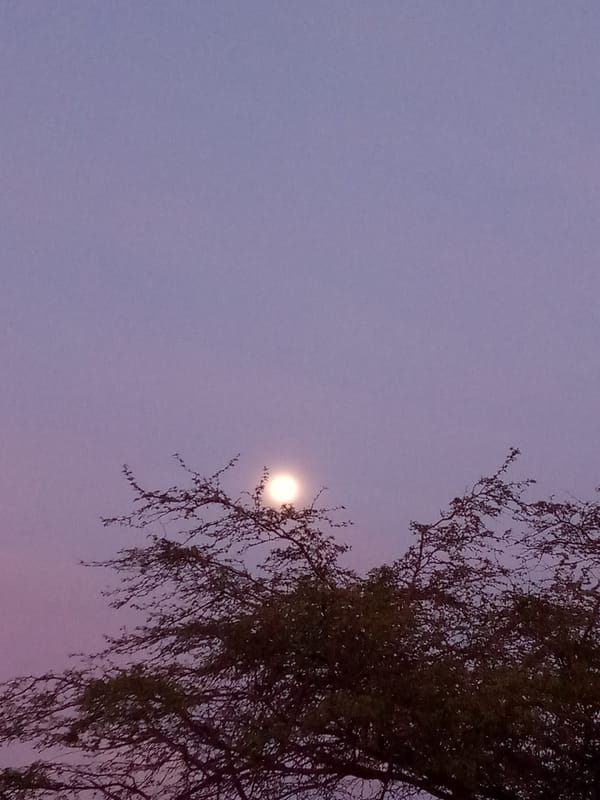 Moon shines through tree branches at dusk in Venezuela