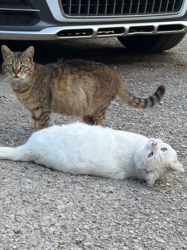 Two cats rest on concrete near vehicle