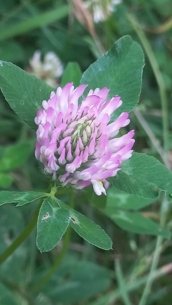 Close-up flower studies: clover, rose, daisy, and wild purple blooms