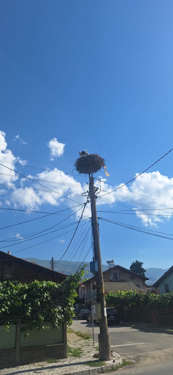 Storks nesting on a utility pole in an urban street setting