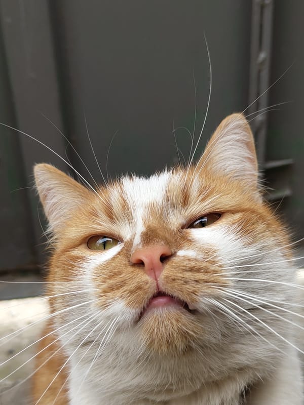 Multiple cats spotted in urban concrete area Monday morning