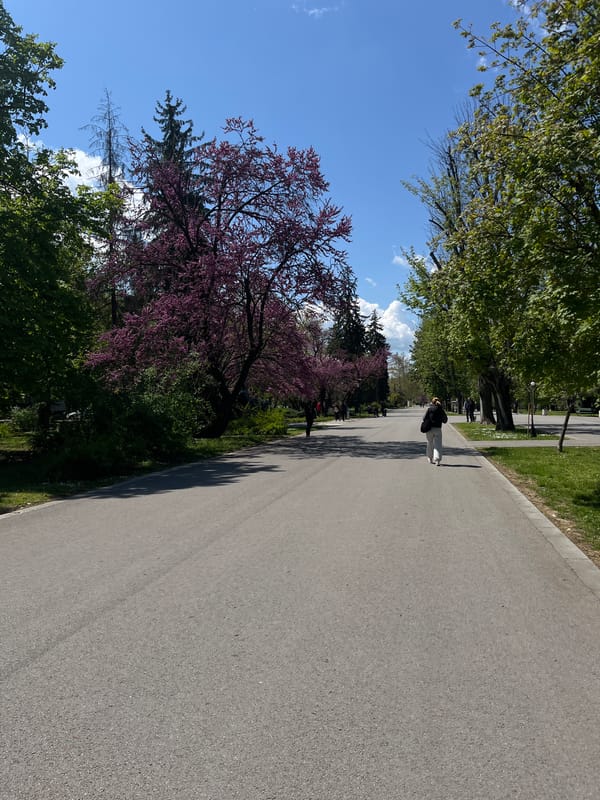 Spring lilacs bloom in Ruse park, Bulgaria