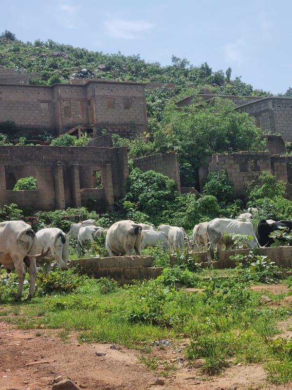 Morning scenes from Jos, Nigeria: construction, grazing cattle, daily life