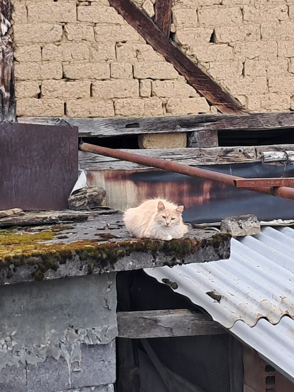 Rural life documented in Bulgarian village through casual observations