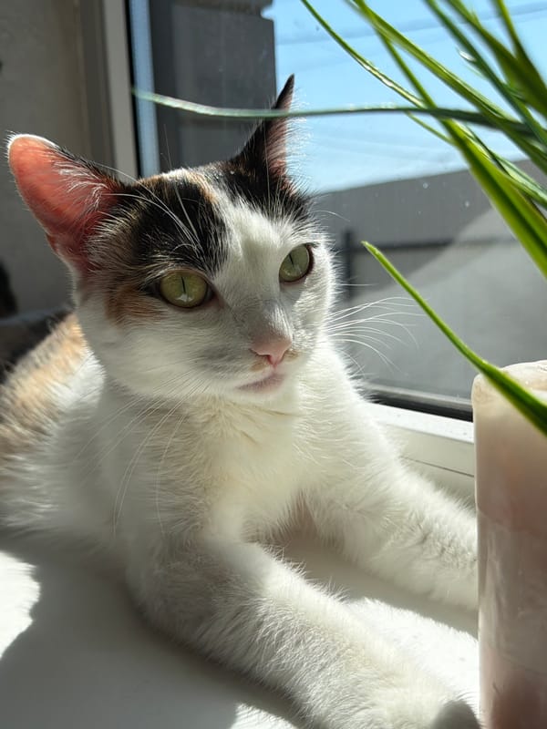 Calico cat spotted in various sunny spots around Rossiyskiy