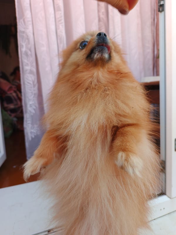 Small dogs on a balcony in Medvedyovka, treat in hand