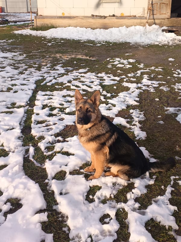 Person poses with German Shepherd in snowy Russian field