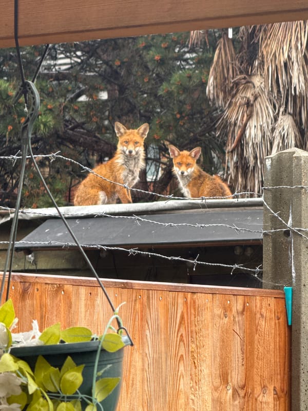 Two curious red foxes spotted in London outdoor scene