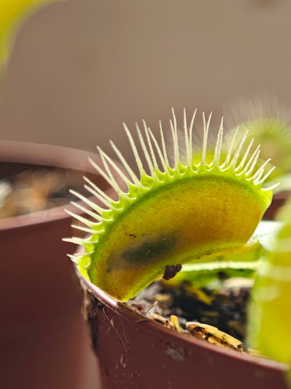 Venus flytraps up close, one mid-catch, Schwerin
