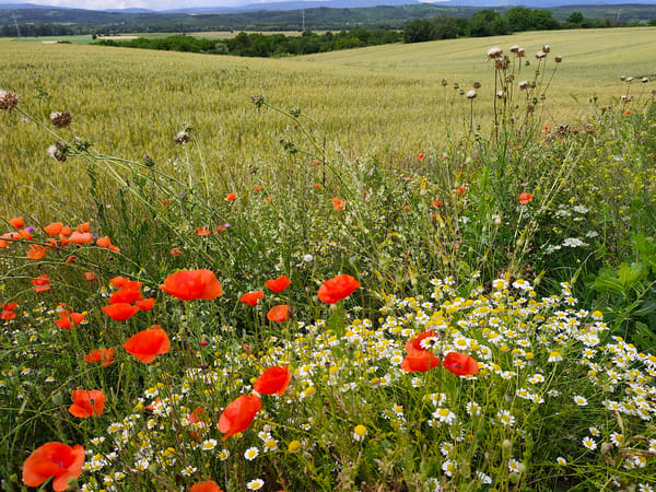 Wildflower picking in Kazanlak wheat fields