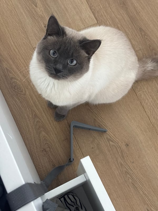 Antwerp resident documents cat, sushi, spring blossoms Tuesday afternoon