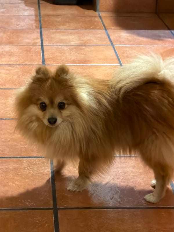 Golden Pomeranian photographed on tile floor looking at camera