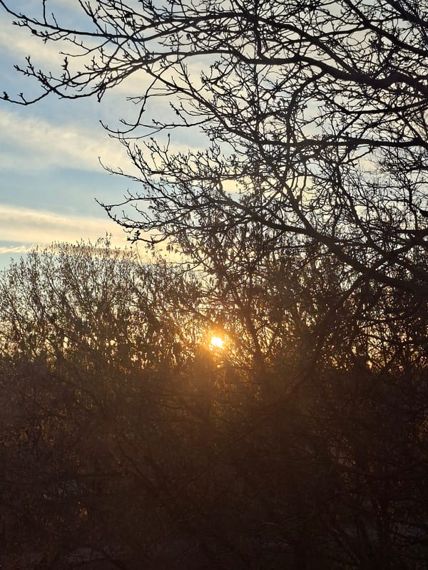 Sunlight through bare branches observed April 7