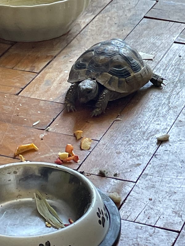 Pet tortoise snacking on fruit, Gabrovo, Bulgaria