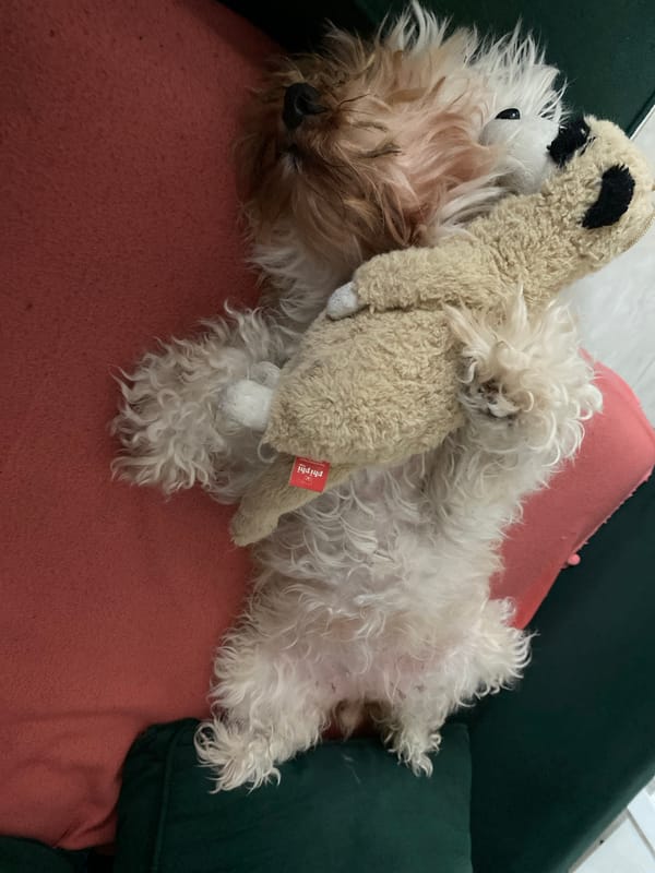 Dog relaxes with stuffed toys on couch in Argentina