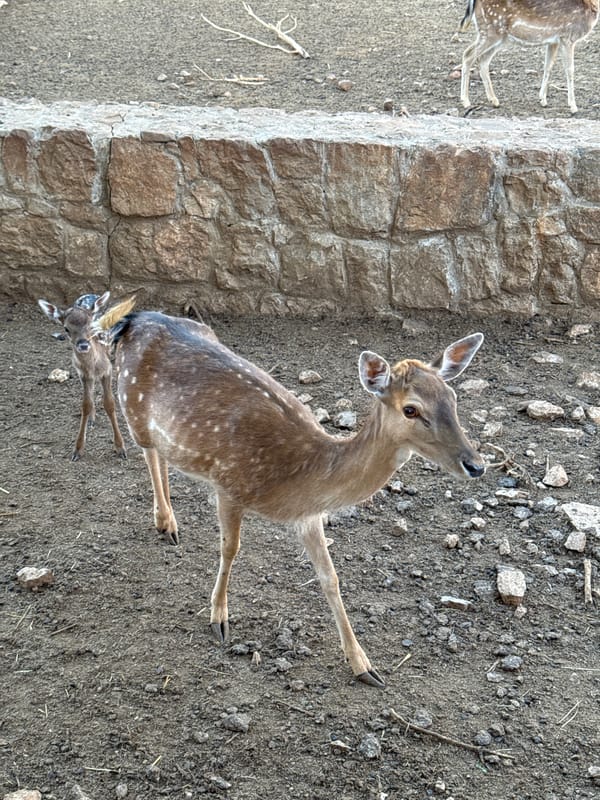 Deer family observed at Montenegro wildlife enclosure