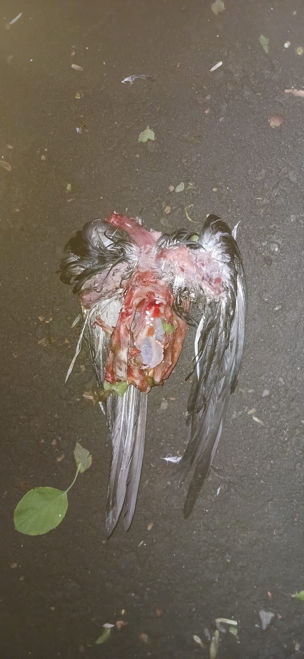 Moscow witnesses document bird death, indoor portrait within minutes