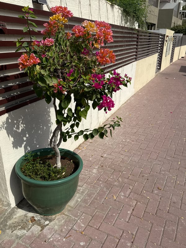 Bougainvillea, palms, and construction along a Dubai street