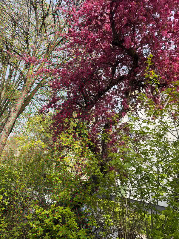 Spring blooms observed in Târgu Mureș, Romania