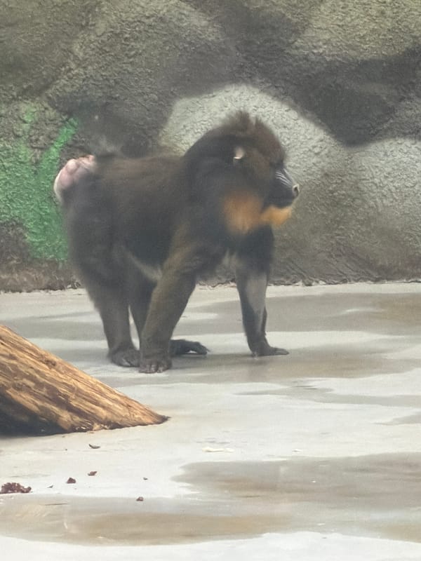 Zoo visitors document diverse wildlife at Perm Zoo