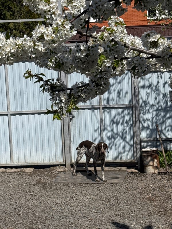 German Shorthaired Pointer photographed extensively in Rostov-on-Don