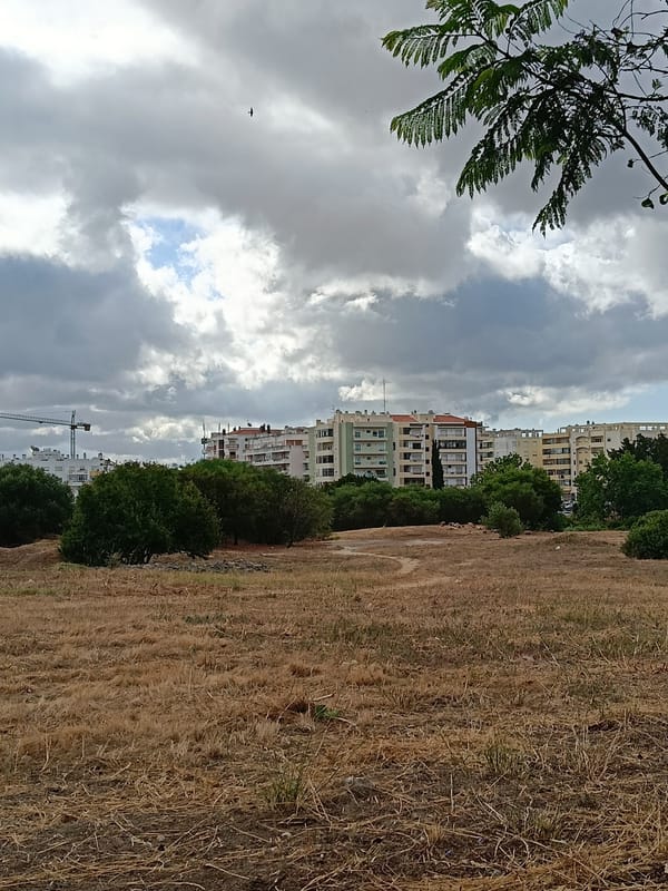 Dry grassland and active construction site, same morning