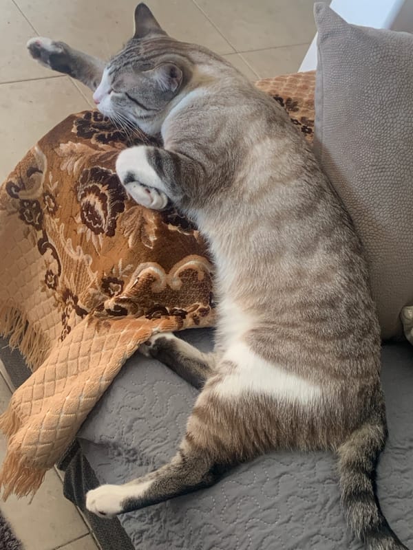 Cats lounging and playing at home in Odivelas