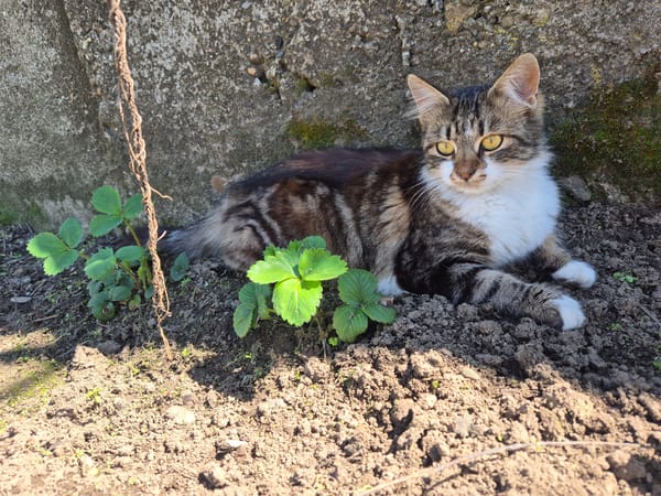 Cats spotted resting outdoors in rural Staroseltsi, Bulgaria