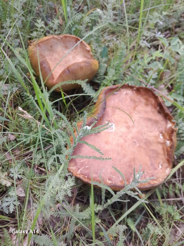 Forest walk with mushrooms, wildflowers, and forest floor details