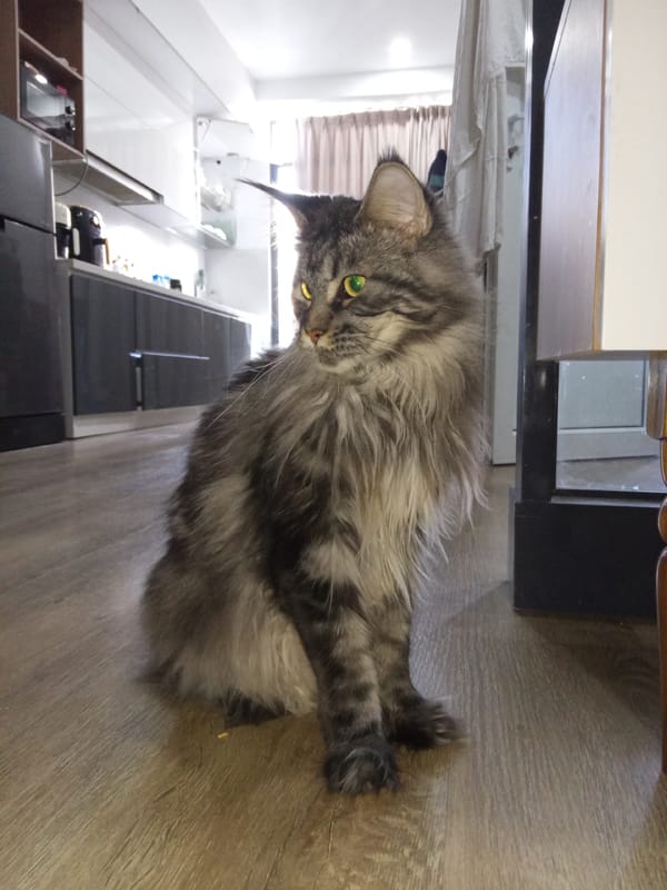 Grey tabby cat observed in kitchen, Nha Trang