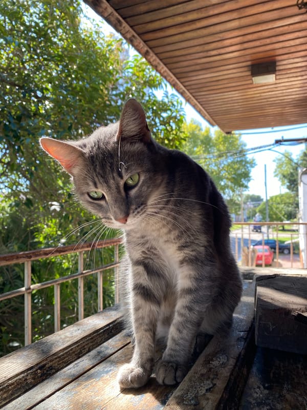 Green-eyed tabby cat photographed in Llavallol, Argentina