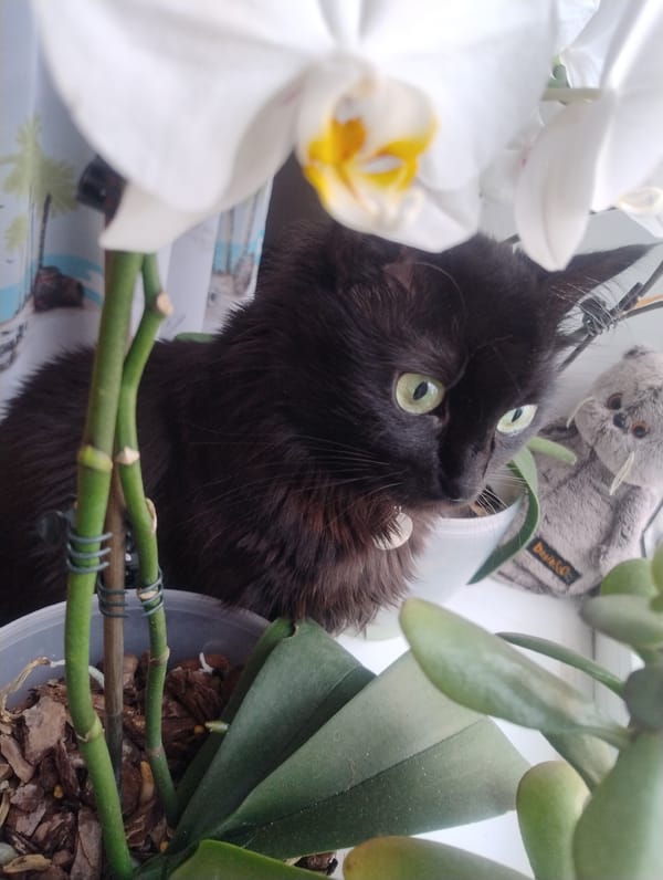 Black cat explores a windowsill among orchids and flowers