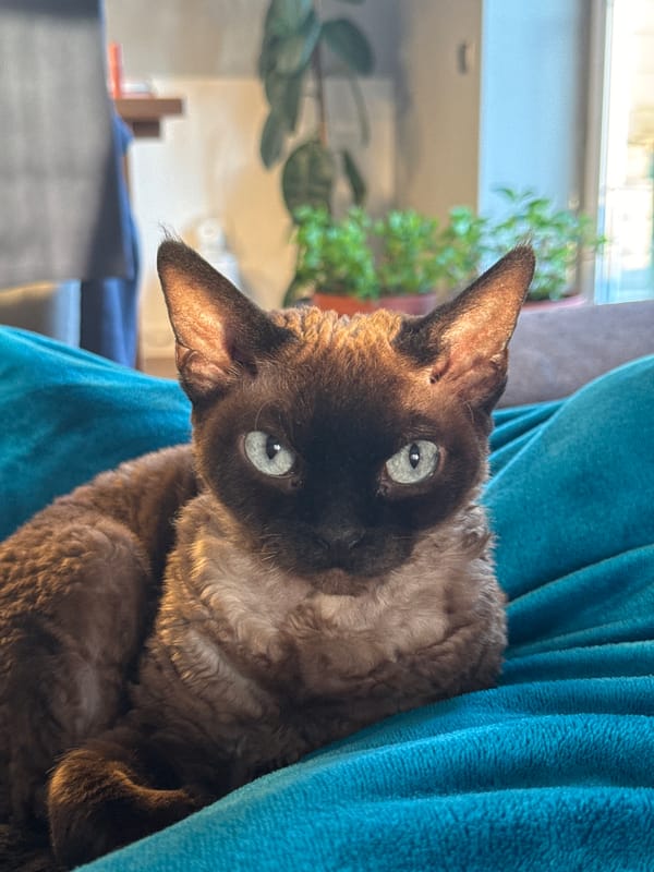 Domestic moments with Shiba Inu dog captured in Carnikava