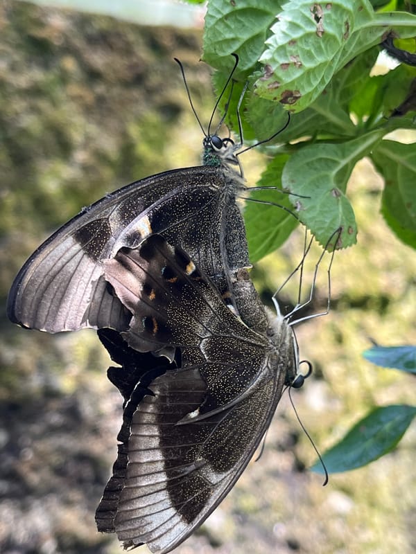 Butterfly garden activity documented in Sukawati, Indonesia
