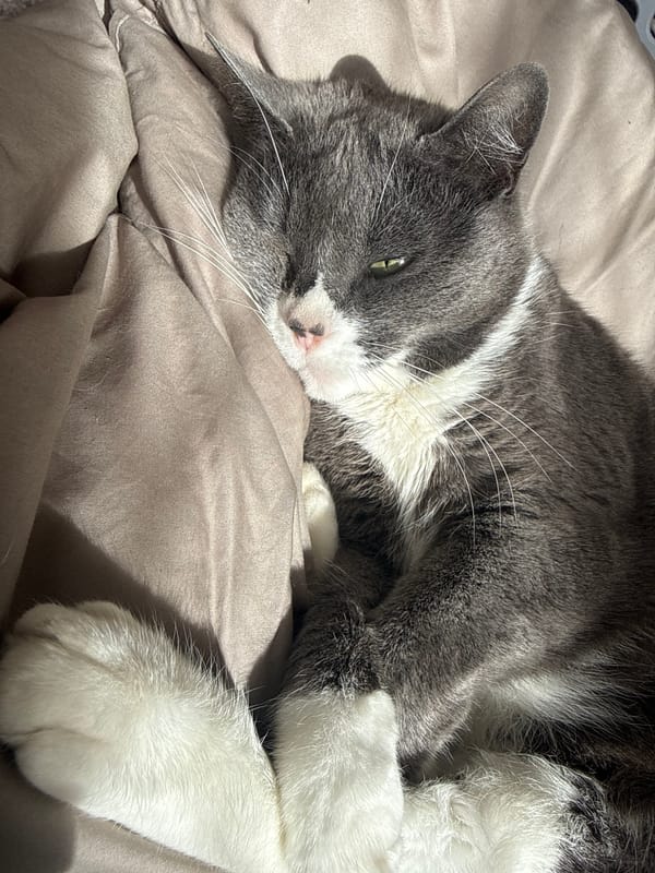 Cat rests peacefully indoors in Tunbridge Wells