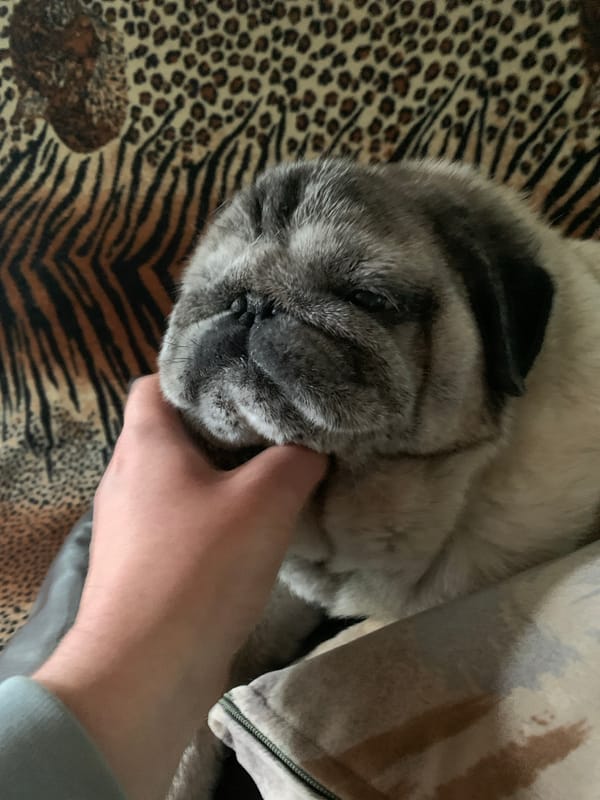Pug chilling on a couch in Sergeevo, Russia